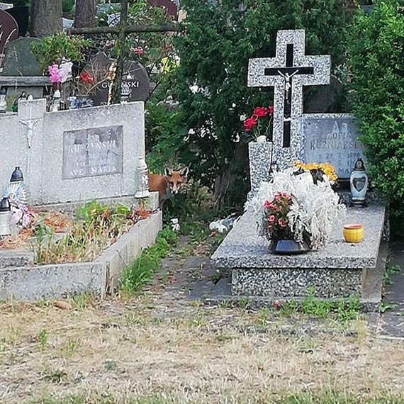 Rudy zodziej grasuje na miejskim cmentarzu