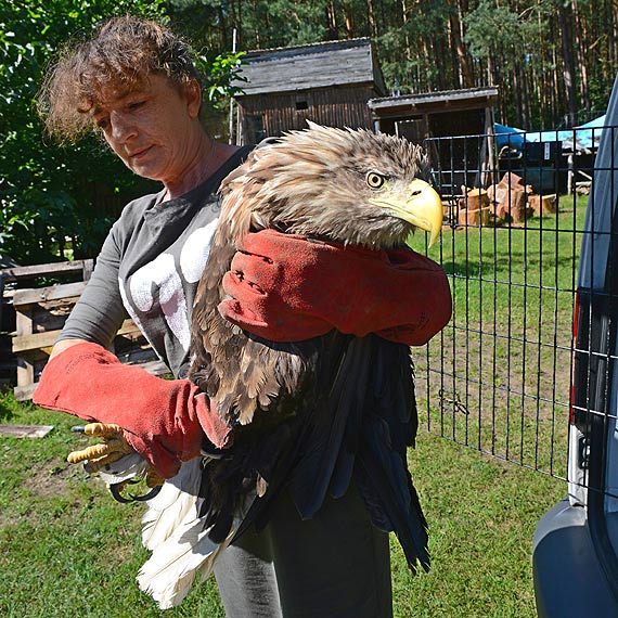 Pomaga dzikim zwierztom. Teraz sam potrzebuje pomocy