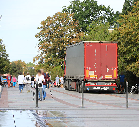 Cignik siodowy na promenadzie