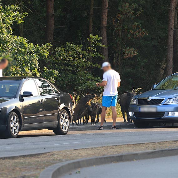 Dzik już nie dziki. Kwik i jest jedzonko