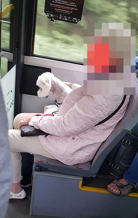 Psi pasaer na gap? Czytelnik: W autobusie byy osoby stojce