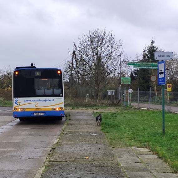 Na pętli autobusowej błąka się pies
