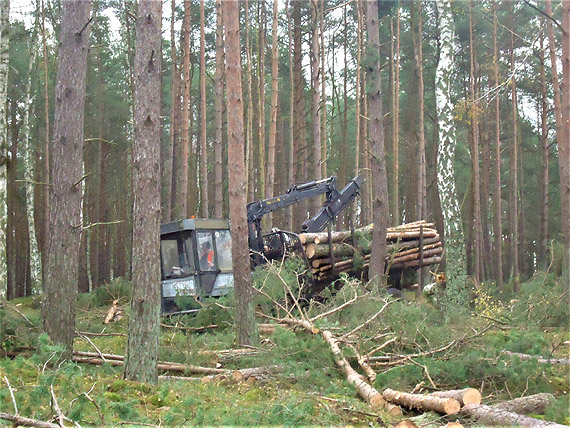 Tunel pod Świną - rozpoczęła się wycinka drzew