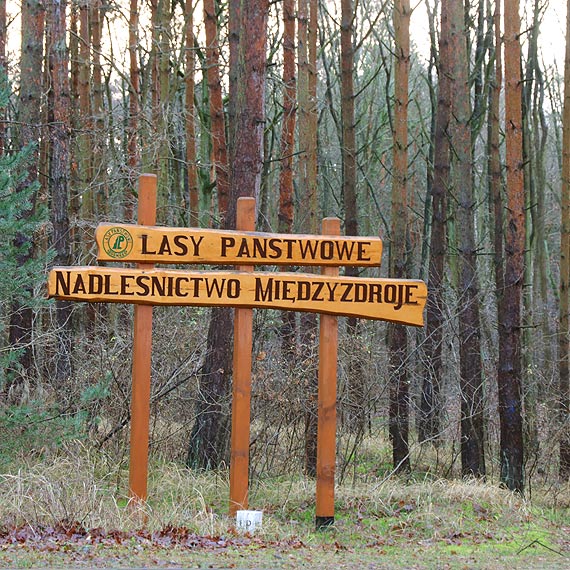Wycinaj, ale sadz te nowe. W  tym roku - 801 tysicy sadzonek