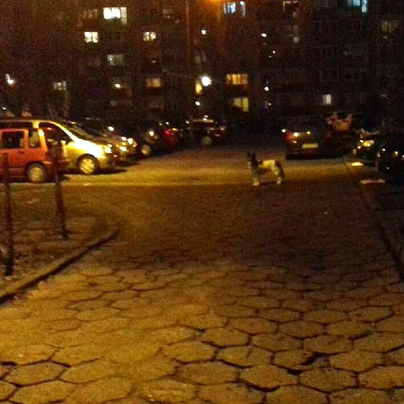 Komu zagin pies?