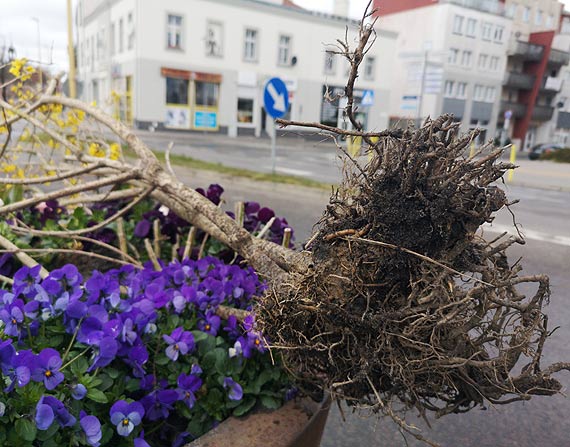 Internautka: Wandale nie odpuszczaj!