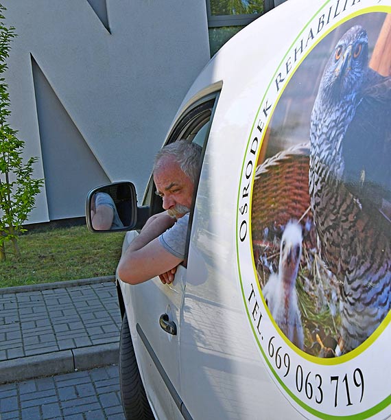 Gołębie po rehabilitacji są już na wolności