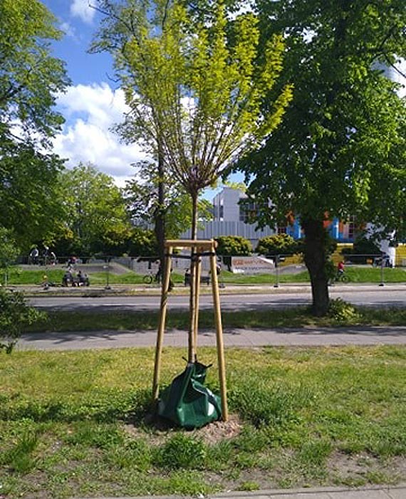 Miasto zakupiło 400 worków do nawadniania drzew