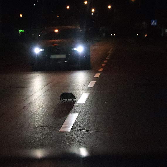 Wstrzyma ruch uliczny i zama przepisy!