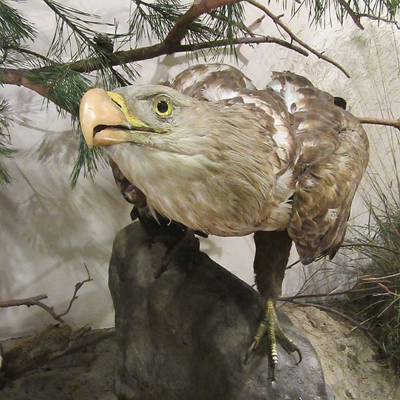 Muzeum Przyrodnicze Wolińskiego Parku Narodowego jest już czynne!