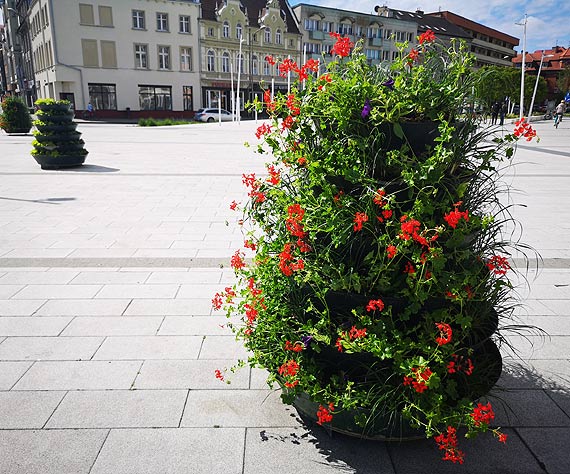 Nowe nasadzenia w centrum miasta