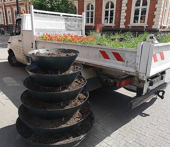 Nowe nasadzenia w centrum miasta