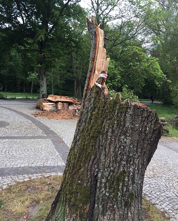 Mieszkaniec: Czy w parku bdzie gigantyczne ognisko?