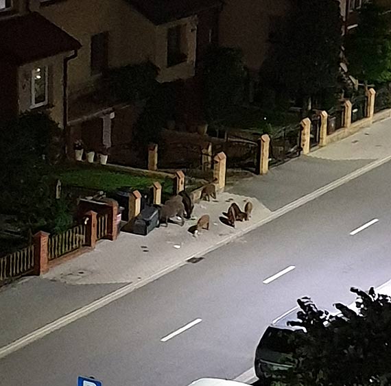 Pna kolacja na ulicy Markiewicza