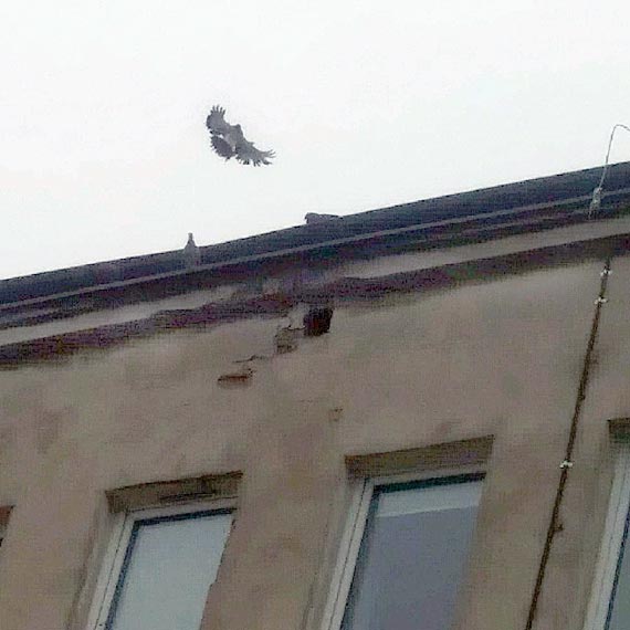 Ptaki s wystraszone i zdezorientowane