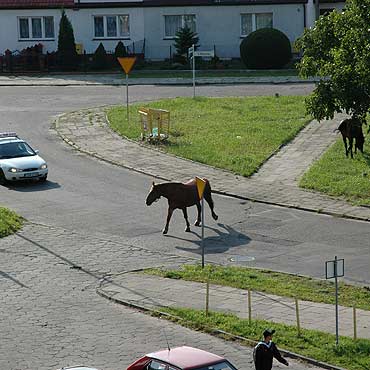 Konie na osiedlach