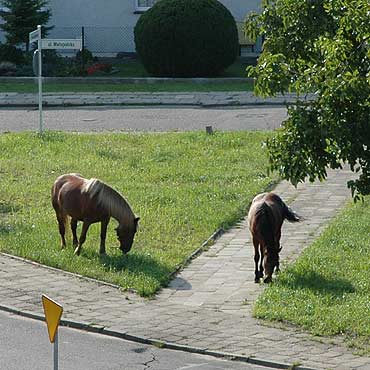 Konie na osiedlach