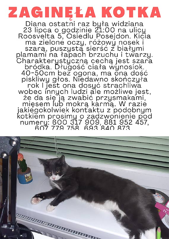 Na Osiedlu Posejdon zagina kotka