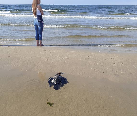 Martwe kormorany leay na winoujskim brzegu