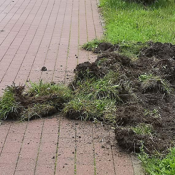Dziki wznowiły działalność