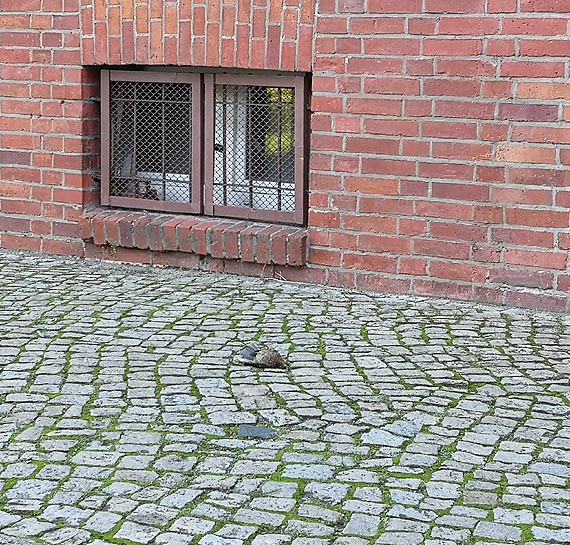 Czytelnik: Martwe ptaki?