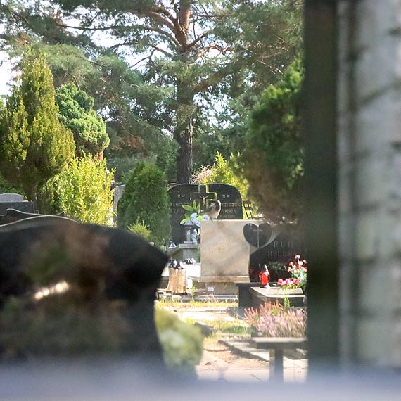 Kamery przerwayby dziaalno cmentarnych hien? Projekt jest w budecie obywatelskim