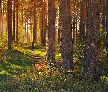 Dzie Dzikiej Flory, Fauny i Naturalnych Siedlisk. Ich ochrona to obowizek nas wszystkich