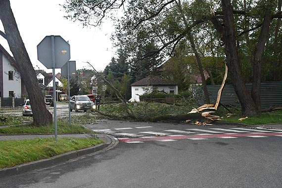 Na Wojska Polskiego runo ogromne drzewo. Z powodu silnego wiatru straacy od rana interweniowali ju 25 razy