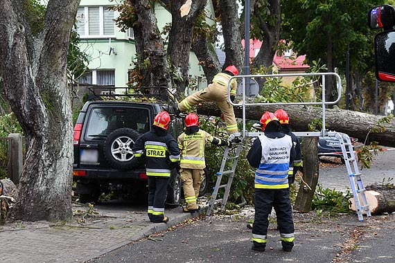 Na Rycerskiej potężne drzewo przewróciło się na 2 samochody. 1 nadaje się do kasacji