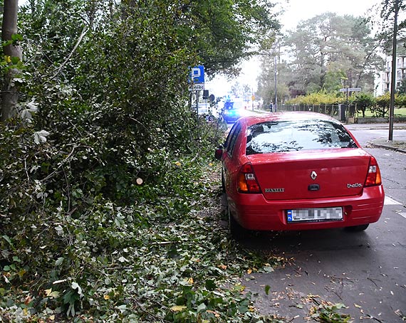Na Rycerskiej potężne drzewo przewróciło się na 2 samochody. 1 nadaje się do kasacji