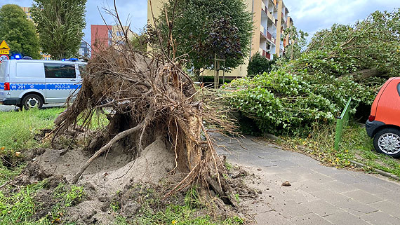 Uwaajcie na siebie jest naprawd niebezpiecznie! Na Witosa drzewo spado na chodnik
