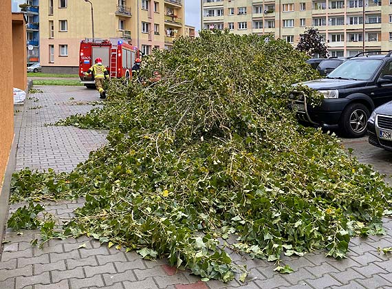 Uwaajcie na siebie jest naprawd niebezpiecznie! Na Witosa drzewo spado na chodnik