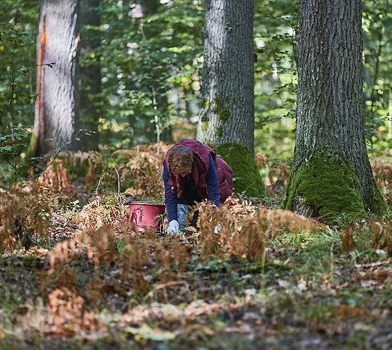 Zbiór żołędzi na terenie Regionalnej Dyrekcji Lasów Państwowych w Szczecinie