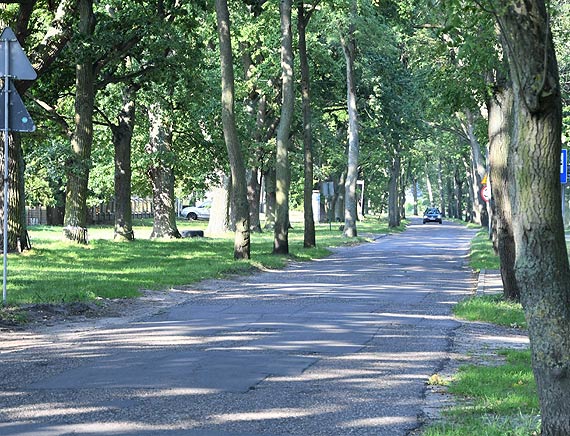 Przebudowa ulicy 1 Maja. Będzie nadzór nad zielenią