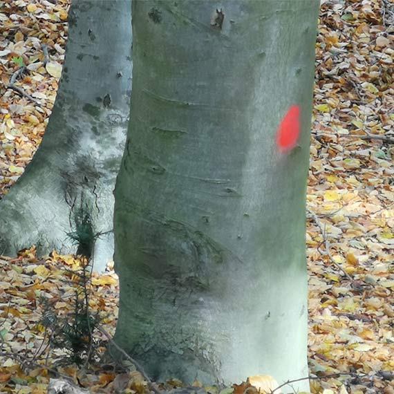 Wycinka w Parku Zdrojowym obejmuje coraz wikszy obszar. Urzd zapewnia, e likwiduje tylko na te na ktrych usunicie uzyska zgod
