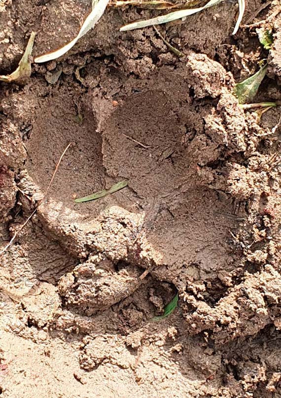 W Powiecie Kamieńskim grasują wilki. Uważajmy na swoje zwierzęta!