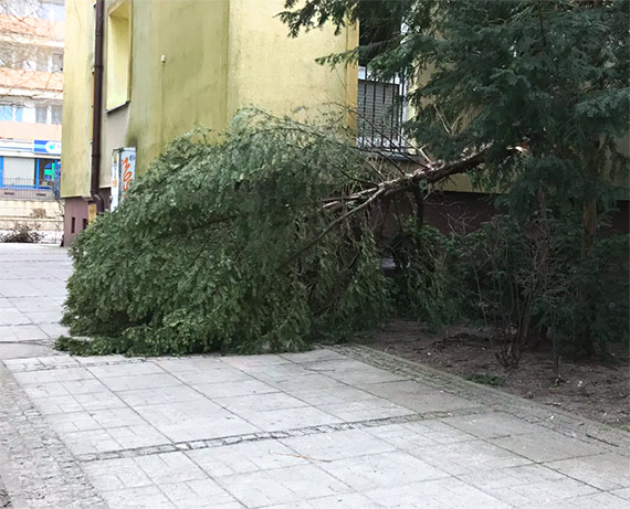 Mieszkaniec: Barbarzyca przyrody wyci cisa