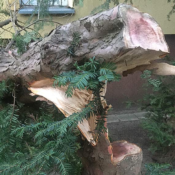 Mieszkaniec: Barbarzyca przyrody wyci cisa