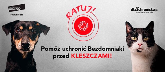 Ratuj bezdomne zwierzaki z winoujcia przed gronymi kleszczami