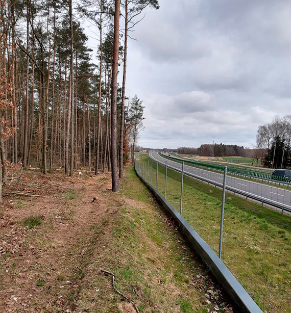 Łosie potrzebowały pomocy przy przejściu przez drogę S6