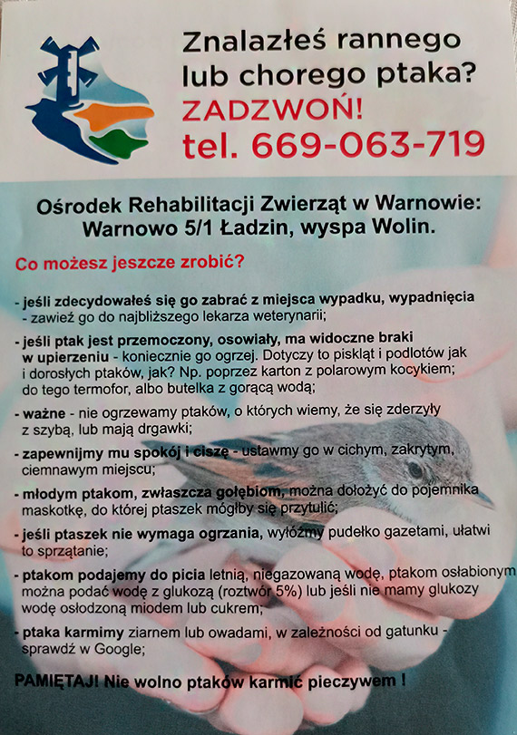 „Znalazłeś rannego lub chorego ptaka? - zadzwoń”. Nie uzyskasz pomocy, jeśli ptak jest ze Świnoujścia!
