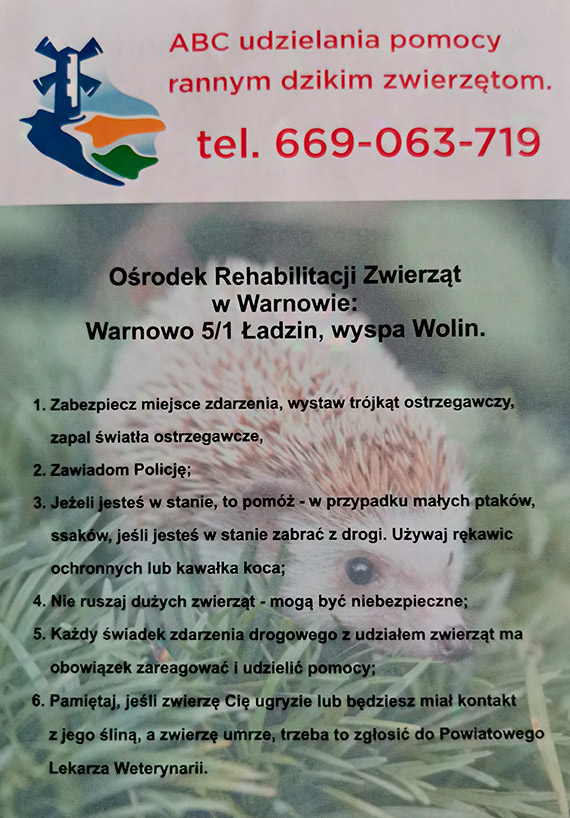 „Znalazłeś rannego lub chorego ptaka? - zadzwoń”. Nie uzyskasz pomocy, jeśli ptak jest ze Świnoujścia!