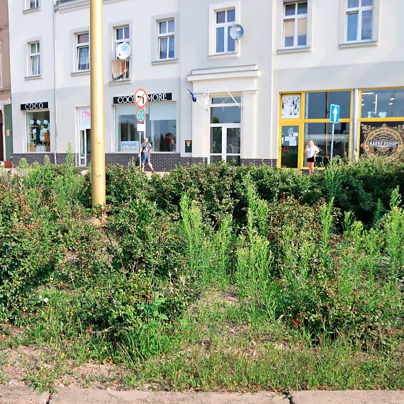 Zachwaszczone skwery na gwnych cigach komunikacyjnych