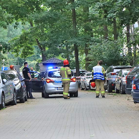 Zamane drzewo pochylio si nad zaparkowanymi samochodami