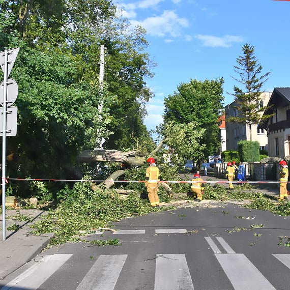 Ogromne drzewo runo na jezdni i chodnik. Zerwao te lini energetyczn