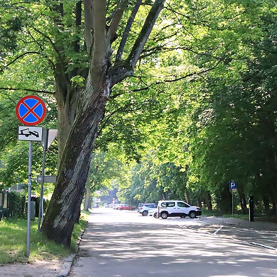 Niebezpiecznie pochylony konar, czyli problem, ktry przers miejskie suby