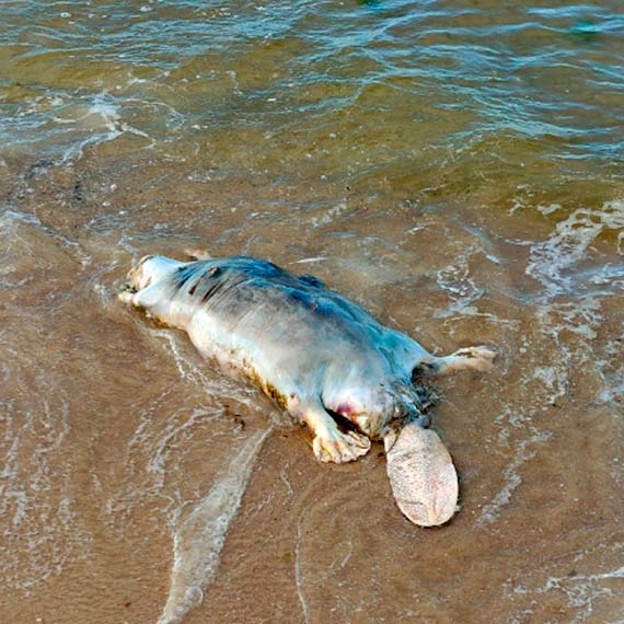 Martwy bóbr na plaży w Świnoujściu