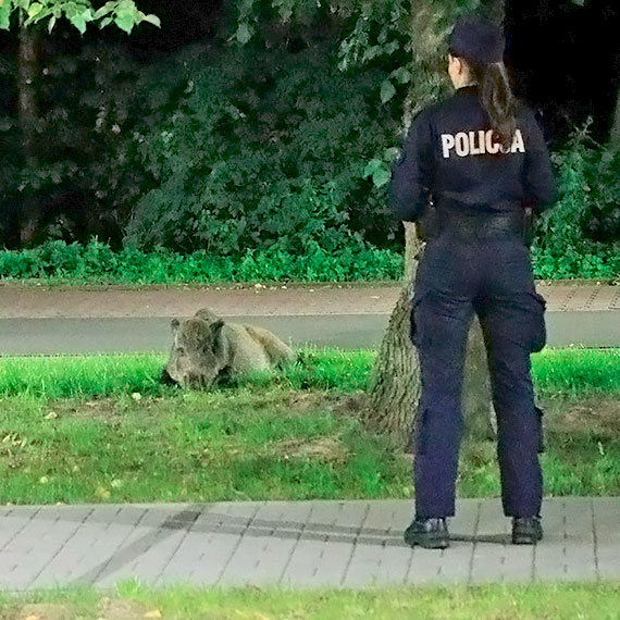 mier w ciemnociach, nocna akcja policji. Zobacz film!