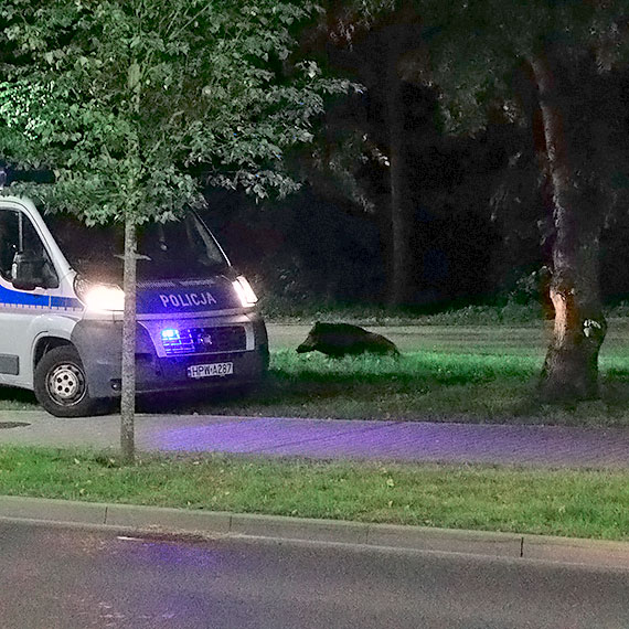 mier w ciemnociach, nocna akcja policji. Zobacz film!