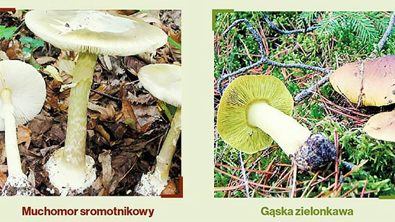 Zalety i zagrożenia związane z grzybobraniem